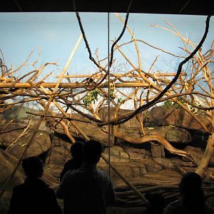 Primate House - Black Howler and Goeldis Monkeys Exhibit