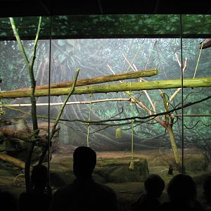 Primate House - DeBrazzas Monkey Exhibit