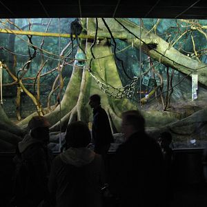 Primate House - Francois Langur Exhibit