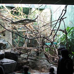 Primate House - Geoffroys Marmoset Exhibit