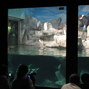 Penguin and Seabird House - Penguin Exhibit