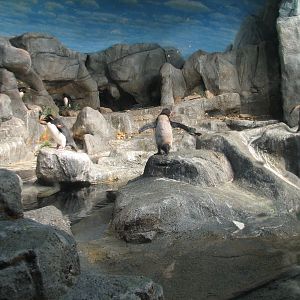 Penguin and Seabird House - Penguin Exhibit