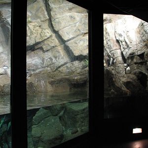 Penguin and Seabird House - Seabird Exhibit