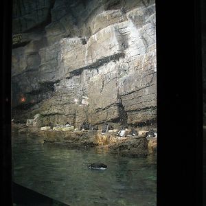 Penguin and Seabird House - Seabird Exhibit