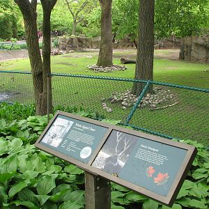 Antelope and Zebra Area - White-lipped Deer Exhibit 1