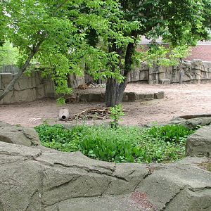 Antelope and Zebra Area - White-lipped Deer Exhibit 2