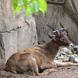 Antelope and Zebra Area - White-lipped Deer Exhibit 2