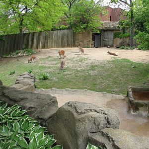 Antelope and Zebra Area - Red Kangaroo Exhibit