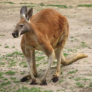 Antelope and Zebra Area - Red Kangaroo Exhibit