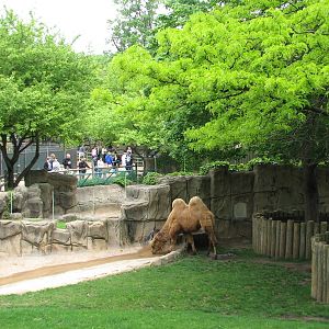 Antelope and Zebra Area - Bactrian Camel Exhibit
