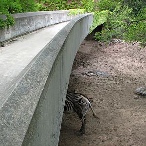 Antelope and Zebra Area - Grevys Zebra Exhibit