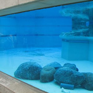 Bear Habitat - Polar Bear Exhibit