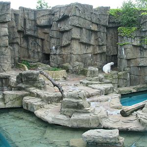 Bear Habitat - Polar Bear Exhibit