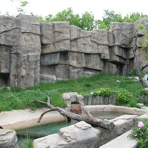 Bear Habitat - Andean Bear Exhibit 1