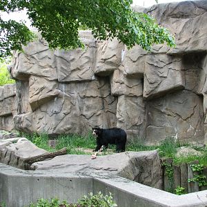 Bear Habitat - Andean Bear Exhibit 2