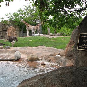 African Journey - Giraffe, Grants Gazelle, and Ostrich Exhibit