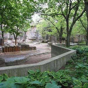 African Journey - Black Rhinoceros Exhibit 3