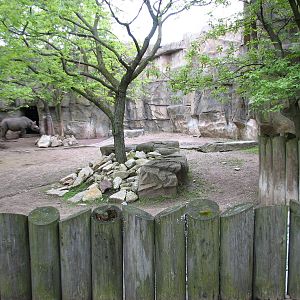 African Journey - Black Rhinoceros Exhibit 3