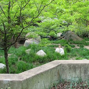 African Journey - African Wild Dog Exhibit