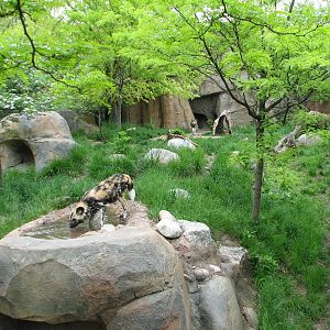 African Journey - African Wild Dog Exhibit