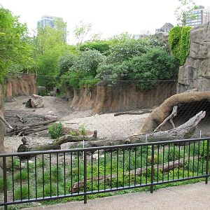 African Journey - Warthog Exhibit