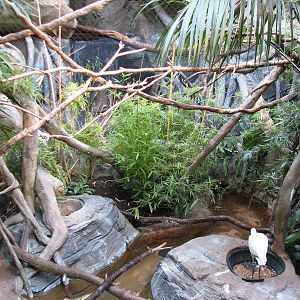African Journey - Bird Exhibit