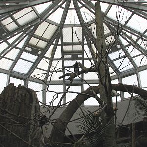 African Journey - Black-and-White Colobus Monkey Exhibit