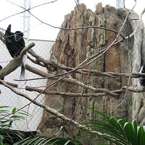 African Journey - Black-and-White Colobus Monkey Exhibit