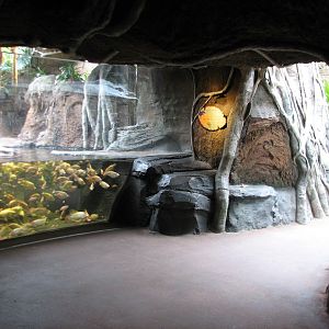 African Journey - African Dwarf Crocodile Exhibit Viewing Area