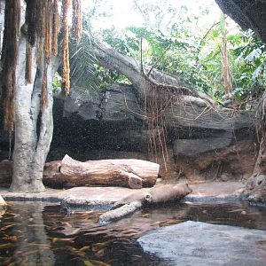 African Journey - African Dwarf Crocodile Exhibit