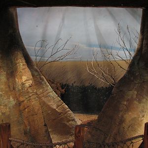 African Journey - Madagascar Golden Orb Spider Exhibit