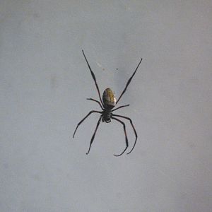 African Journey - Madagascar Golden Orb Spider Exhibit