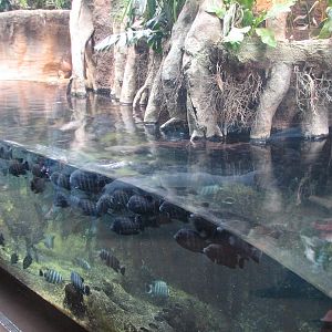 African Journey - Pygmy Hippopotamus Exhibit