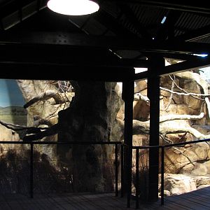 African Journey - Klipspringer and Black-masked Lovebird Exhibit