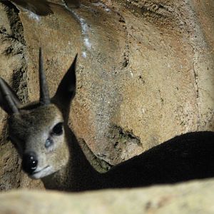 African Journey - Klipspringer and Black-masked Lovebird Exhibit