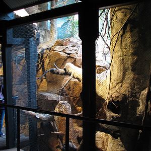 African Journey - Klipspringer and Black-masked Lovebird Exhibit