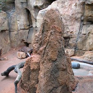 African Journey - Aardvark Exhibit