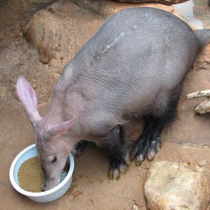 African Journey - Aardvark Exhibit