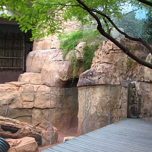 African Journey - Meerkat Exhibit