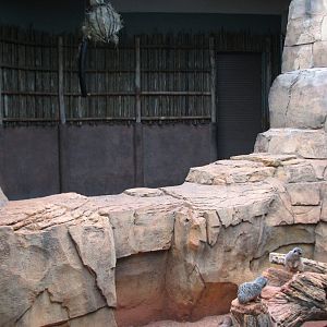 African Journey - Meerkat Exhibit with Giraffe Holding Area in Background