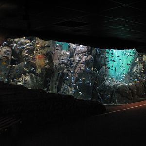 African Journey - Lake Malawi Cichlids Exhibit