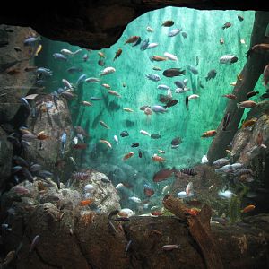 African Journey - Lake Malawi Cichlids Exhibit