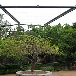 Birds of Prey - Cinereous Vulture and White Stork Exhibit
