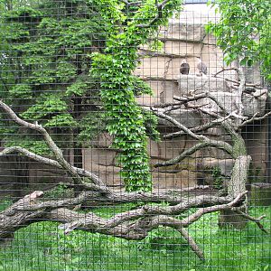 Birds of Prey - Bald Eagle Exhibit