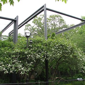 Birds of Prey - Snowy Owl Exhibit