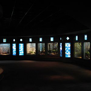 Small Mammal and Reptile House - Reptile Wall Exhibits