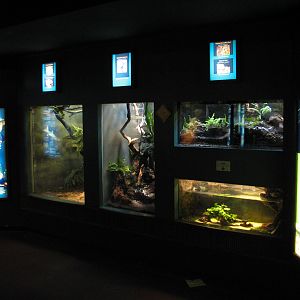 Small Mammal and Reptile House - Reptile Wall Exhibits