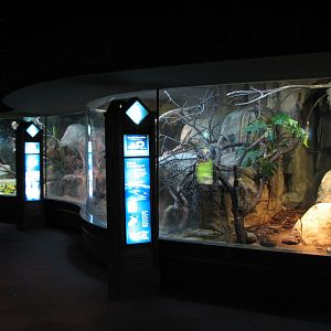 Small Mammal and Reptile House - Reptile Exhibits