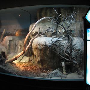 Small Mammal and Reptile House - Mexican Beaded Lizard Exhibit