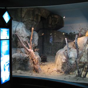 Small Mammal and Reptile House - Aruba Island Rattlesnake Exhibit